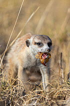 Meerkat (Suricata suricatta) carrying scorpion (Scorpiones) prey in mouth, Makgadikgadi Pans, Botswana.