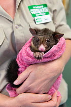 Common brushtail opossum (Trichosurus vulpecula) infant, wrapped in a blanket being held by veterinary assistant. Rescued after it was injured when its tree was chopped down, Currumbin Wildlife Hospit...