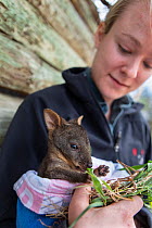 Tasmanian pademelon (Thylogale billardierii) orphan joey aged 5 months, wrapped in a blanket being held by worker at wildlife sanctuary, Bonorong Wildlife Sanctuary, Tasmania, Australia. October, 2015...