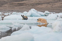 Polar bear (Ursus maritimus) male, climbing out of the ocean, hunting seal on sea ice, Svalbard, Norway. August.