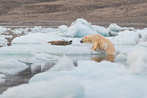 Polar bear (Ursus maritimus) male, climbing out of the ocean, hunting seals on sea ice, Svalbard, Norway. August.