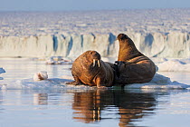 Walrus (Odobenus rosmarus) female with calf aged 2 years, resting on sea ice, Svalbard, Norway. July.