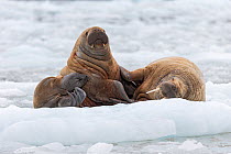Walrus (Odobenus rosmarus) female and calf resting on sea ice, Svalbard, Norway. August.