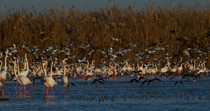 Flock of Black-winged stilts (Himantopus himantopus) takes flight and leaves frame as Greater flamingos (Phoenicopterus roseus) walk and shake their heads in courtship display in lagoon, Donana Nation...