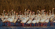 Tracking shot of Greater flamingos (Phoenicopterus roseus) walking together and shaking heads in courtship display in lagoon, Donana National Park, Sevilla, Spain.