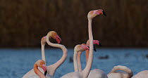 Greater flamingos (Phoenicopterus roseus) shaking and dipping heads during courtship display, Donana National Park, Sevilla, Spain.