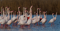Greater flamingos (Phoenicopterus roseus) flapping wings and shaking heads in courtship display whilst standing in lagoon, Donana National Park, Sevilla, Spain.