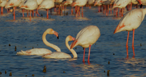 Greater flamingos (Phoenicopterus roseus) bathing in lagoon and preening feathers, Donana National Park. Sevilla, Spain.
