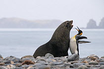 Antarctic fur seal (Arctocephalus gazella) and King penguin (Aptenodytes patagonicus) squabbling, face to face, on beach, Salisbury Plain, South Georgia, South Atlantic Ocean.