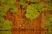 Little blue heron (Egretta caerulea) juvenile, perched among a wall of Red mangroves (Rhizophora mangle) in early morning light, at the edge of a lagoon in Caroni Swamp, Trinidad and Tobago.