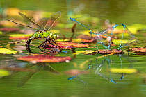 Emperor dragonfly (Anax imperator) female, ovipositing in pond surrounded by Damselflies, Cornwall, England, UK. July.