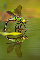 Emperor dragonfly (Anax imperator) female, ovipositing in pond, Cornwall, England, UK. July.