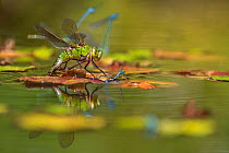 Emperor dragonfly (Anax imperator) female, ovipositing in pond surrounded by Damselflies, Cornwall, England, UK. July.
