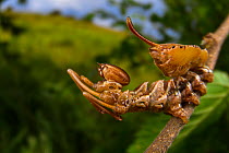 Lobster moth (Stauropus fagi) caterpillar, resting on twig, Genova, Italy. July.