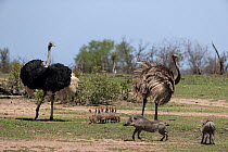 Ostrich (Struthio camelus) pair, with brood of chicks, scaring off two approaching Warthogs (Phacochoerus sp.), Sabi Sands Game Reserve, South Africa.