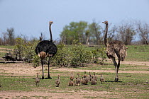 Ostrich (Struthio camelus) pair, with brood of chicks, walking over grassland, Sabi Sands Game Reserve, South Africa.
