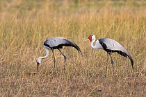 Two Wattled cranes (Bugeranus carunculatus) feeding in grassland, Jao Reserve, Botswana.