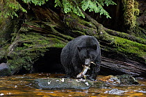 Black bear (Ursus americanus) male, standing in river, feeding on fish, British Columbia, Canada. September.
