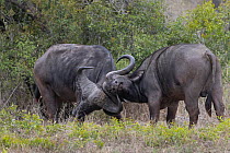 Two Cape buffalo (Syncerus caffer) bulls, fighting, Sabi Sands Game Reserve, South Africa.