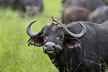 Cape buffalo (Syncerus caffer) with two Yellow-billed oxpeckers (Buphagus africanus) perched on head, feeding on parasites, Okavango Delta, Botswana.