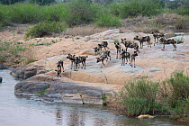 African wild dog (Lycaon pictus) pack, standing on rocks at edge of river, Sabi Sands Game Reserve, South Africa. Endangered.
