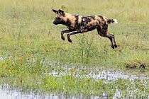 African wild dog (Lycaon pictus) leaping over pool, Okavango Delta, Botswana. Endangered.