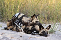 African wild dogs (Lycaon pictus) pair, mating, Jao Reserve, Botswana. Endangered.