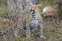 Leopard (Panthera pardus) female, hissing at vultures in sky above, Sabi Sands Game Reserve, South Africa.