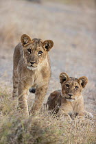 Two Lion (Panthera leo) cubs, aged 5 months, portrait, Linyanti, Botswana.