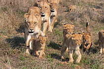 Three Lions (Panthera leo) female, walking over grassland with cubs, aged 6-12 weeks, Sabi Sands Game Reserve, South Africa.