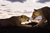 Two Lions (Panthera leo) female, greeting each other at sunset, Mashatu Game Reserve, Botswana.