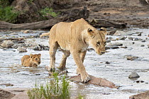 Lion (Panthera leo) female, crossing river with cub, aged 8 weeks, following behind, Olare Motorogi Conservancy, Kenya.