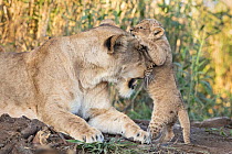 Lion (Panthera leo) female playing with cub, aged 8 weeks, Mashatu Game Reserve, Botswana.
