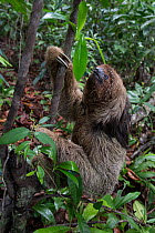 Maned sloth (Bradypus torquatus) climbing up branch, Atlantic Forest, Brazil.