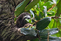Brown-throated three-toed sloth (Bradypus variegatus) infant, aged 4 months, feeding in tree, Puerto Viejo de Talamanca, Costa Rica.