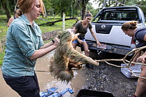 Conservation workers from Sloth Conservation Foundation rescuing Hoffmann's two-toed sloth  (Choloepus hoffmanni) that was displaced after its trees were illegally cut down, Puerto Viejo de Tala...