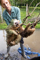 Conservation worker from the Sloth Conservation Foundation rescuing Hoffmann's two-toed sloth (Choloepus hoffmanni) female and infant that were displaced after their trees were illegally cut down...