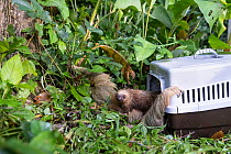 Hoffmann's two-toed sloth (Choloepus hoffmanni) female and infant, emerging from a carry cage after being rescued by the Sloth Conservation Foundation after their trees were illegally cut down, P...