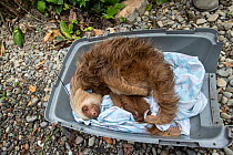 Hoffmann's two-toed sloth (Choloepus hoffmanni), a tranquilized urban sloth awaiting release back into the forest, Puerto Viejo de Talamanca, Costa Rica.