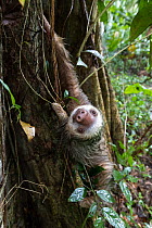 Hoffmann's two-toed sloth (Choloepus hoffmanni)~climbing up a tree, Puerto Viejo de Talamanca, Costa Rica.