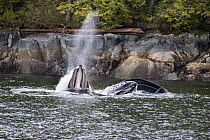Humpback whale (Megaptera novaeangliae) bubble-net feeding at water surface, British Columbia, Canada. September.