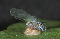 Parasitoid wasp (Praon spp.) cocoon under parasitised Aphid (Aphidoidea), parasite used for biological pest control in protected crops.