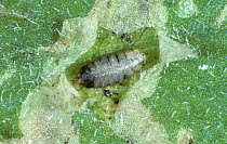 Leafminer (Phytomyza syngenesia) pupa parasitized by a Parasitoid wasp (Dacnusa sibirica) used in biological pest control in protected crops, England, UK.