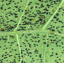 Glasshouse whitefly (Trialeurodes vaporariorum) black pupae parasitised by a Parasitoid wasp (Encarsia formosa) used in biological control of pests, England, UK.
