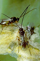 Braconid wasps (Cotesia glomerata) newly hatched adults, parasite of Cabbage white butterfly (Pieris spp), used as biological pest control, England, UK.