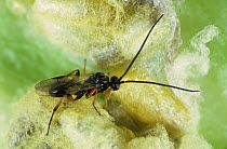 Braconid wasp (Cotesia glomerata) newly hatched adult, parasite of Cabbage white butterfly (Pieris spp) used as  biological pest control, England, UK.