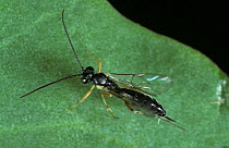 Ichneumonid wasp (Diadegma semiclausum) parasitoid of Diamond back moth (Plutella xyllostella) caterpillars, England, UK.