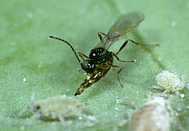 Parasitoid wasp (Diaeretiella rapae) female, ovipositig in a Mealy cabbage aphid (Brevicoryne brassicae), a pest of brassica crops, England, UK.