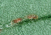 Eggs of Tomato leafhopper (Hauptidia maroccana) parasitized by a Fairyfly parasitoid wasp (Anagrus atomus), England, UK.
