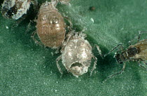 Mealy cabbage aphids (Brevicoryne brassicae) one mummified by Parasitoid wasp (Diaeretiella rapae) with exit hole trap door, England, UK.